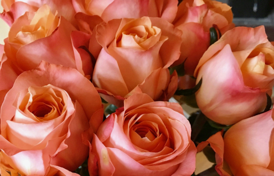 Bloom Image